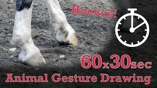 Animal Drawing References #274 - 60 x 30sec poses - Horse Hooves