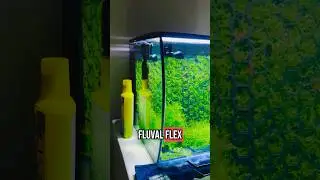 Secret of crystal clear water in my Fluval Flex with the Moby Lab Filter Box! #aquarium #aquascape