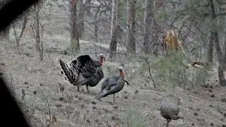 2018 South Dakota Black Hills Turkey Hunting