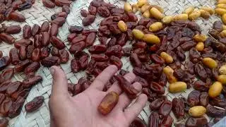 Fresh Dry Fruit🌴Dates Processing.#trending #satisfying #dryfruits