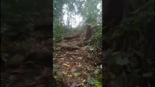 Hanging around under the jungle