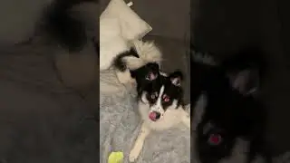 Video of Pomsky Puppy Echo Cutest Man Ever x