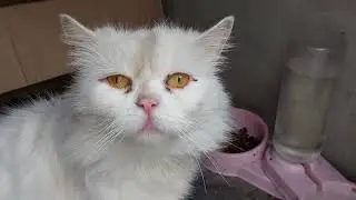 Curious Rescue Cat Moment That Melted Our Hearts 💙