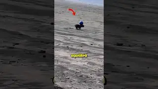 O CACHORRO DO ROLNALDINHO GAUCHO!!! #curiosidades #shorts #short #dog #cachorro #ronaldinho