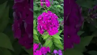 Обзор моих сеянцев