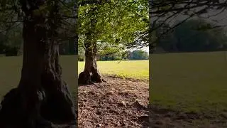 Evening stroll in the sunshine