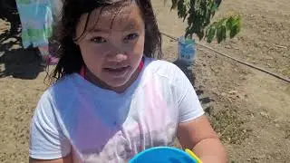 U PICK CHERRIES FARM in Gilroy, California