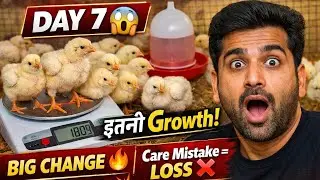 Day 7 Updates Care Mistake = LOSS ❌ #chicken #poultryfarming #day7