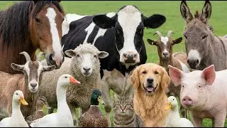 Farm Animal Sounds for Kids: Cow, Goat, Sheep, Pig, Chicken