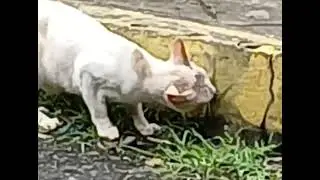 Why cats eat grass?  #cats #pets healthy pets 