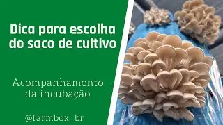 Qual o saco ideal para a incubação?