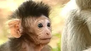 Pity Baby Jayden Mother Ignore Baby and Feeding | Baby Hungry | Baby Monkeys Post