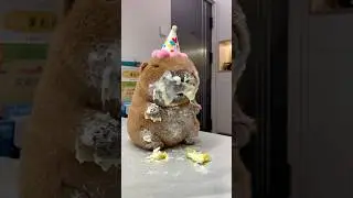 Look at you, you've got cake all over yourself! #happybirthday #capybara #cake #cute #funny #toys