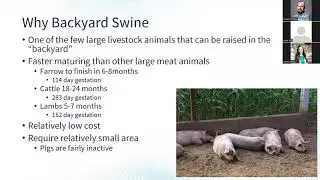 How to Raise Swine in the Backyard