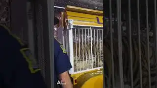 What are your thoughts on LSU bringing a live tiger back into the stadium?