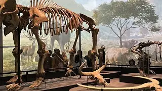 Musium nasional indonesia