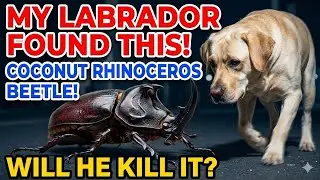 Labrador Messi Found a  coconut Rhinoceros Beetle and barks#labrador#coconutrhinocerous #beetles