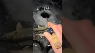 Обожаю судака и морского окуня из реки Миссисипи! #подледнаярыбалка