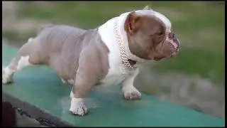 BOARDWALK the micro bully stack off king 👑