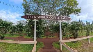 Кофейная ферма Green World! Посещение местной кофейной фермы на острове Оаху, Гавайи.