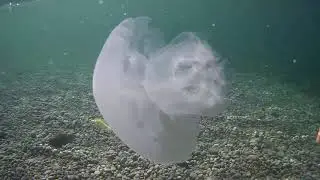 Black Sea - 2021