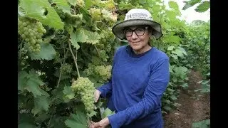 High Tunnel Grapes -- Harvest Considerations