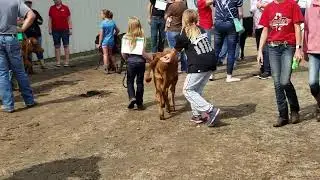 Nebraska County Fair cow