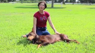 Anne Winograd using Tough Seal on her Doberman