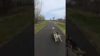 Huskies 🐺 vs. Squirrel 🐿️ : &ldquo;On By&rdquo; saves the day! 🐾🚴 #husky #squirel #urbanmushing