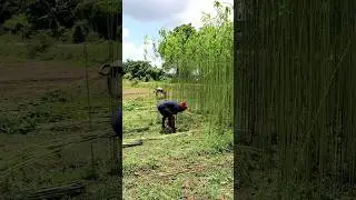 Jute Harvesting #shorts