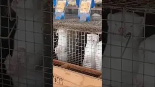 Mink Farming Business Explained (Profit, Rules & Risks)