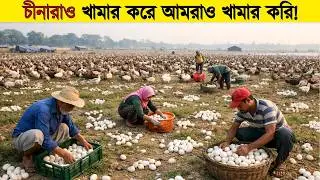 চীন যেভাবে লাখ লাখ হাঁস পালন করে! Duck Farming Factory Process