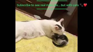 POV: A mom with too many tasks and not enough time 😼