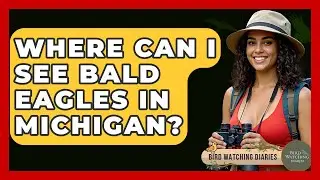 Where Can I See Bald Eagles In Michigan? - Bird Watching Diaries