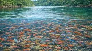 Catching wild Betta fish And Betta fish in Lotus Lake,Un...