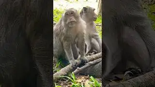 How the oldest and biggest belly monkeys making love under the big trees so sweet and happily