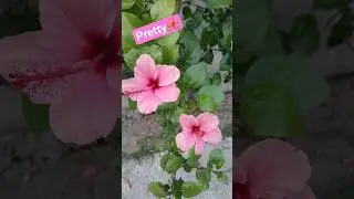 pretty flowers #fypシ゚viral #fyp #simplelife #flowers #viral #calm #relaxing #relax