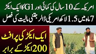 Garlic G1 New Business Idea In Pakistan
