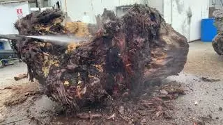Water blasting Ancient Kauri Stump | Swamp Kauri Stump | ICEWOOD