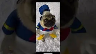 | WHO&rsquo;S THE CUTEST CARTOON CHARACTER? | Pangpang the Pug 2021 dog dressed as Donald Duck | #Shorts