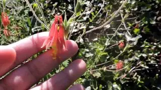Capital Naturalist: Wild Columbine