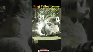Cute Little Ring Tailed Lemur Looking Like Monkeys #natureonlymedia