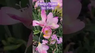 Tea Party Family #goatmom #family #music #flowers #teaparty #tea #spring