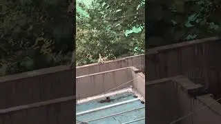 Giggle Galore #25: Best Animal Fails and Wins