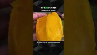 Mangga langka Kalimantan