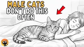 Why Your Male Cat Sleeps With You?