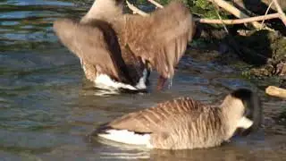 Canada Geese taking a bath