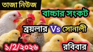Today's Broiler and Golden Chicken Price | Latest Chick Price Update Today