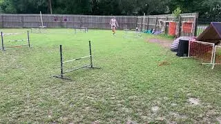 Norman Bates NADAC jumpers #2