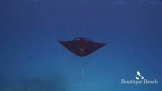 21.03.25 - Manta Rays. Dives at Five Rocks/Huudoo Thila & BB Rock near Dhigurah - Maldives